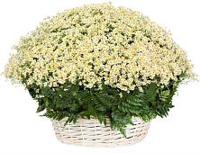 Цветочная композиция из Ромашки в корзине #REPLACE_PRED# Уржуме